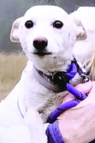 Luna, a dog lost in Yellowstone, is reunited with  owner after month